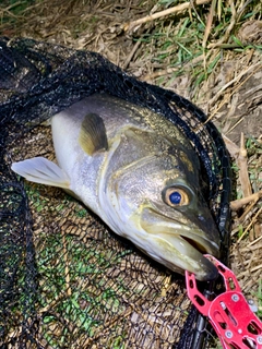 スズキの釣果