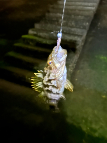 タケノコメバルの釣果