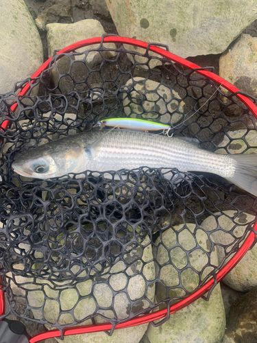 コボラの釣果