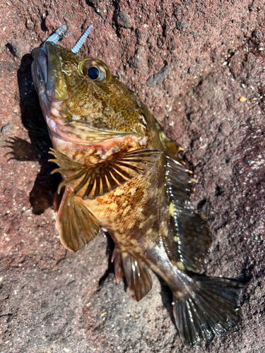 カサゴの釣果