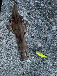 ヤリイカの釣果