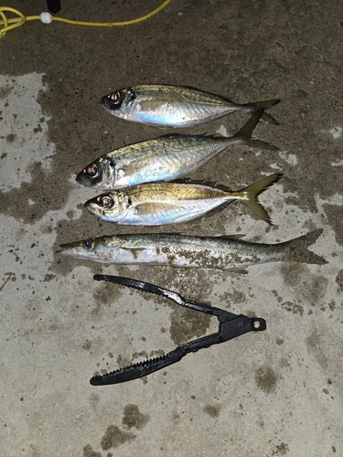 アジの釣果