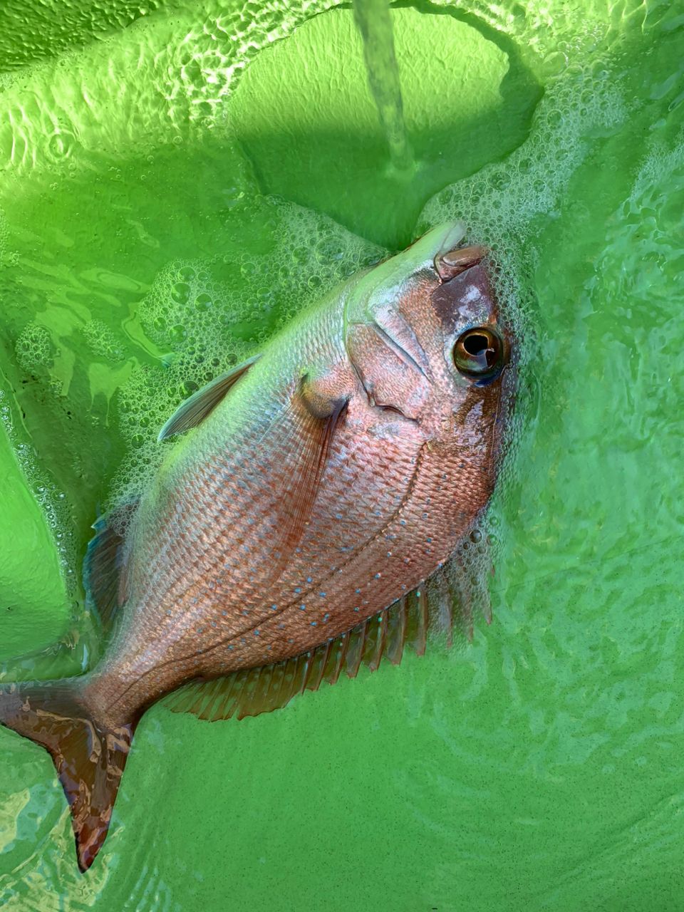 子カンパチさんの釣果 2枚目の画像