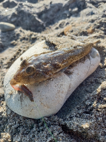 キスの釣果