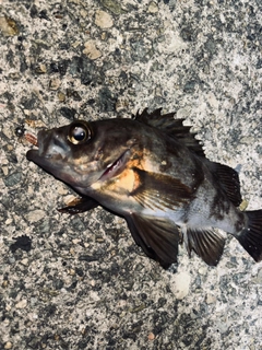 クロメバルの釣果