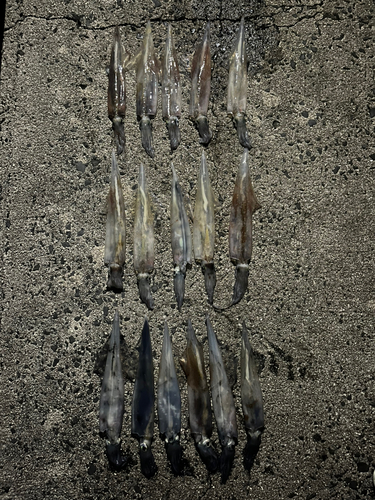 ヤリイカの釣果