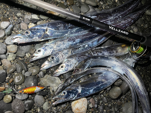 タチウオの釣果