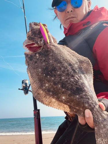 ヒラメの釣果