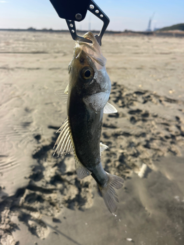 セイゴ（マルスズキ）の釣果