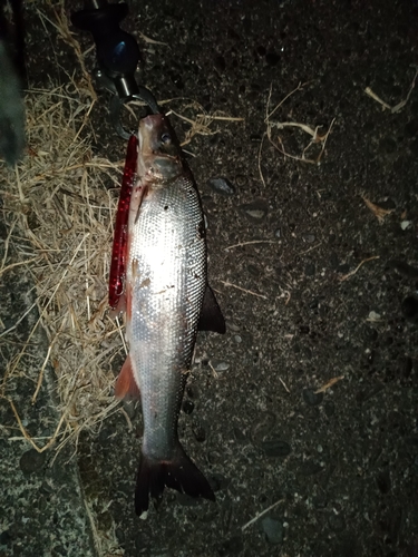 ウグイの釣果