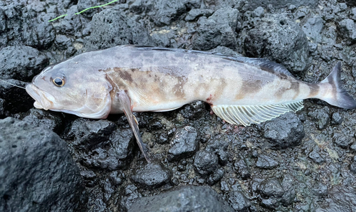 ホッケの釣果