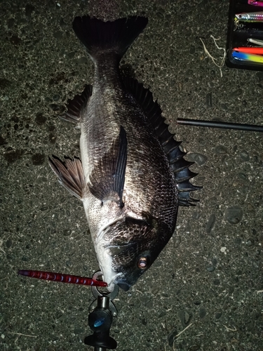 クロダイの釣果