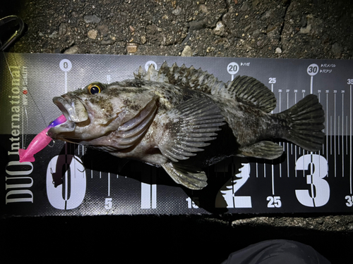 クロソイの釣果