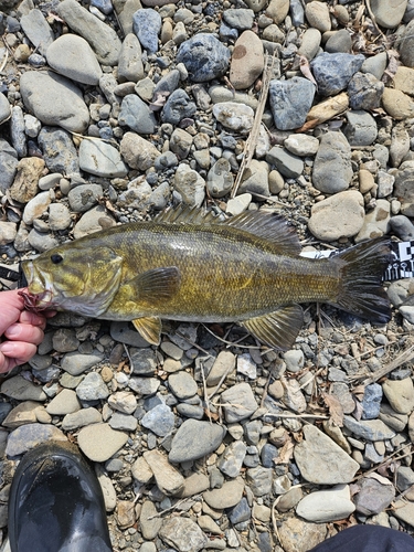 スモールマウスバスの釣果