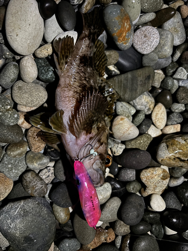 ムラソイの釣果