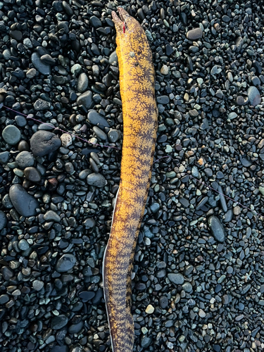 ウツボの釣果