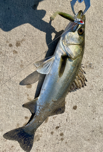 フッコ（マルスズキ）の釣果