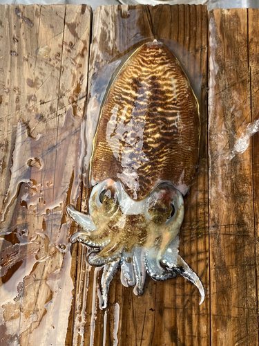 コウイカの釣果