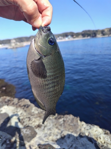 メジナの釣果