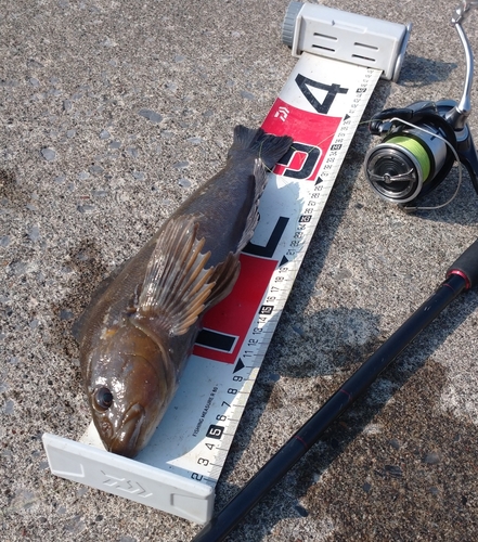 アイナメの釣果