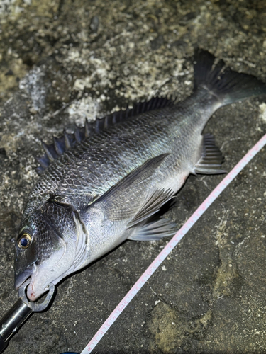 クロダイの釣果