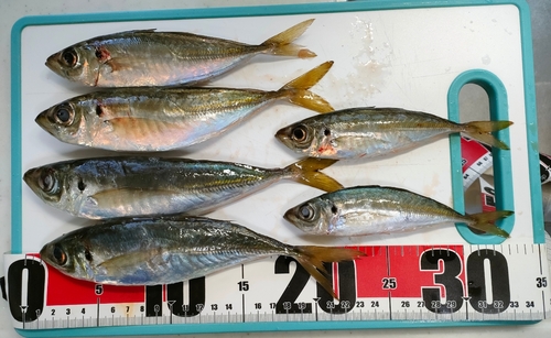 アジの釣果