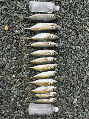 アジの釣果