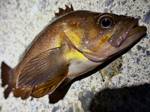 エゾメバルの釣果