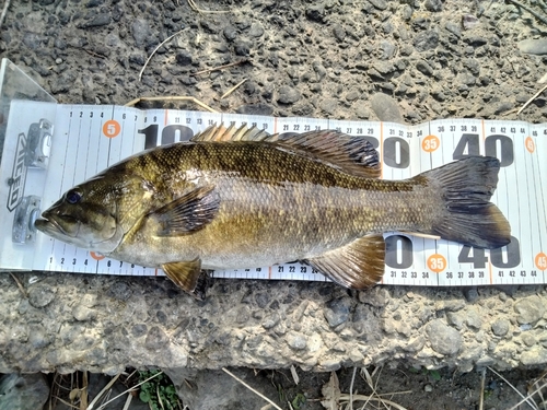 スモールマウスバスの釣果