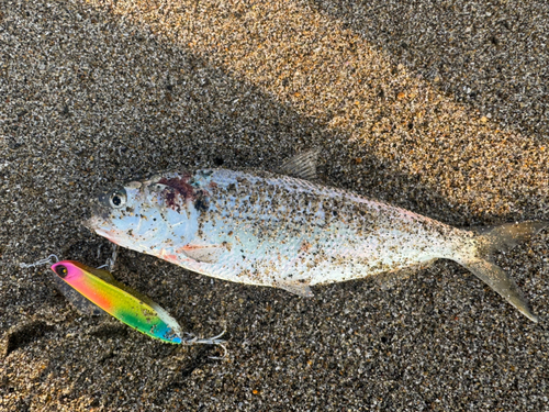 コノシロの釣果