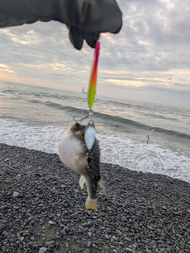 クサフグの釣果