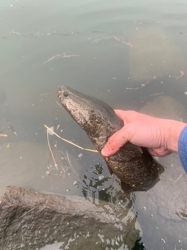 ライギョの釣果