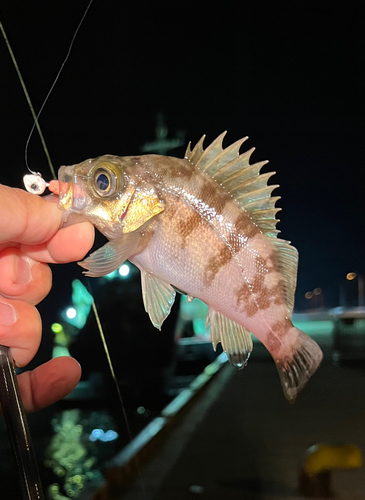 メバルの釣果