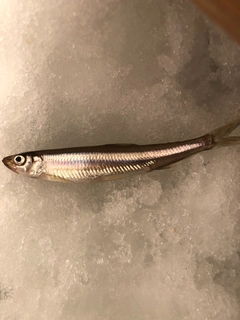 ワカサギの釣果