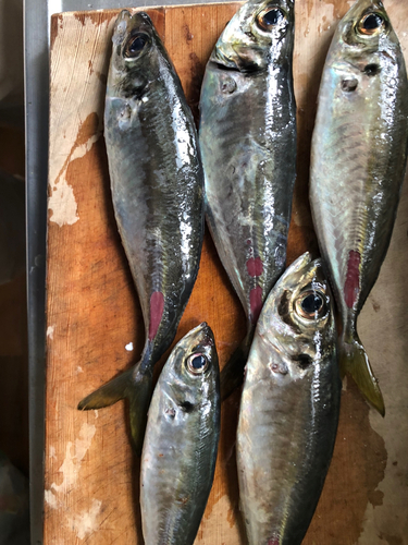 アジの釣果