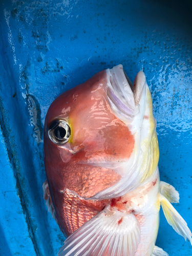 アマダイの釣果