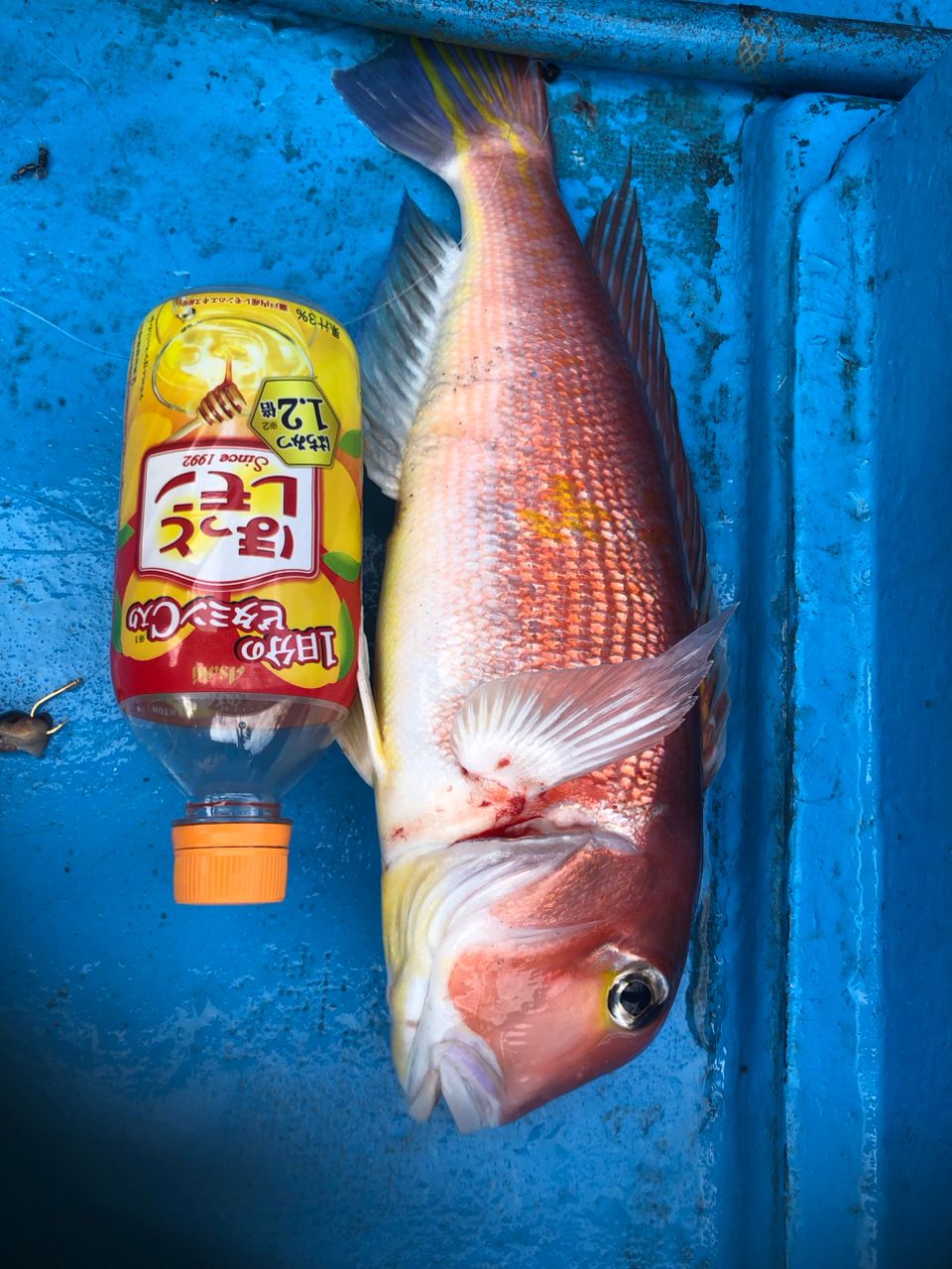 へなちょこ　釣り師さんの釣果 2枚目の画像