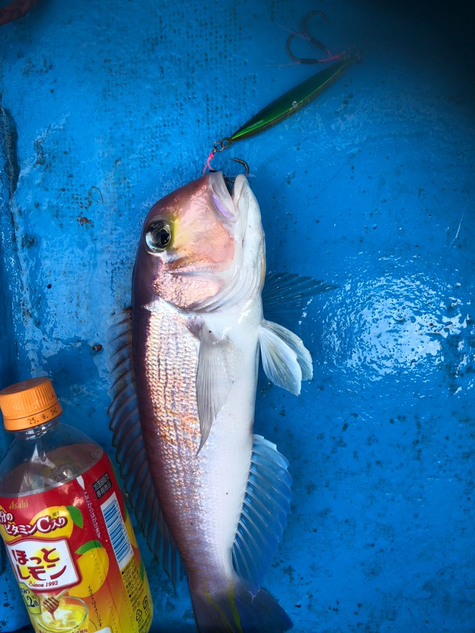 へなちょこ　釣り師さんの釣果 3枚目の画像