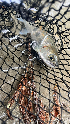 アマゴの釣果