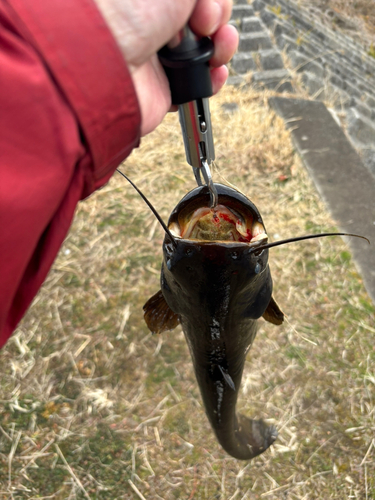 ナマズの釣果