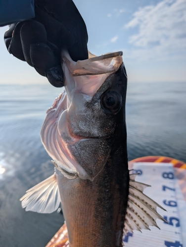 シーバスの釣果