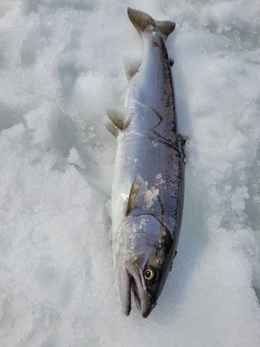 サクラマスの釣果