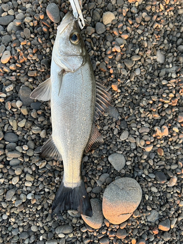 セイゴ（ヒラスズキ）の釣果