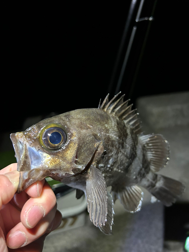 メバルの釣果