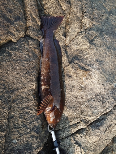 アイナメの釣果