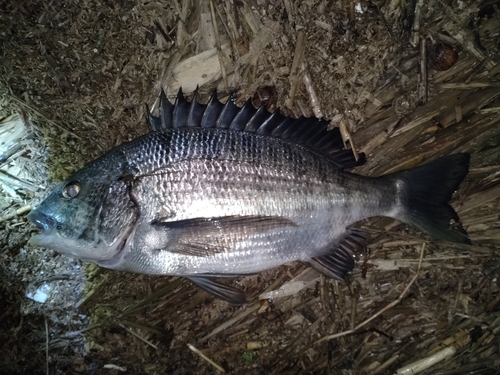 クロダイの釣果