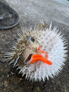 ハリセンボンの釣果