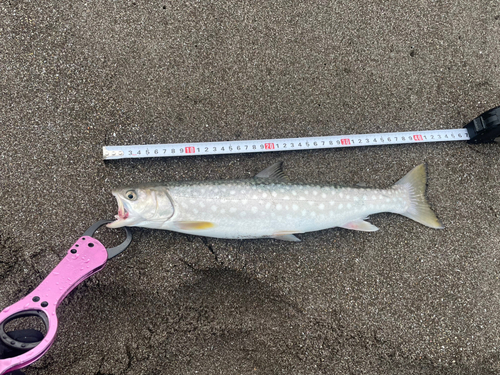 アメマスの釣果