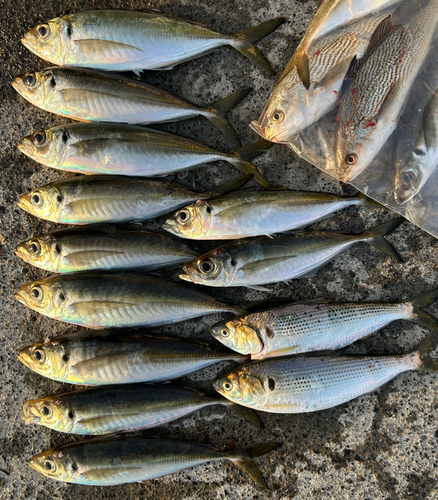 マアジの釣果