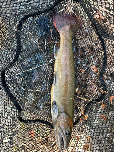 イワナの釣果